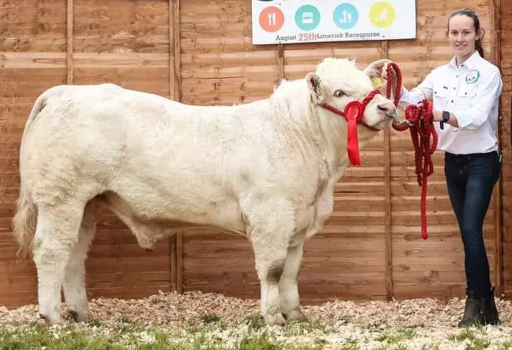 Carina Roseingrave Showing cattle 1 (1)