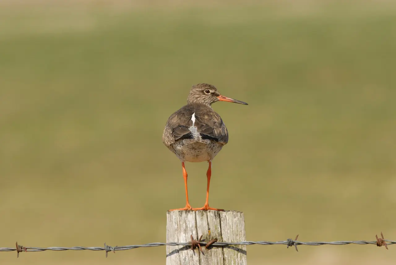 Deadline for Breeding Waders EIP Extended