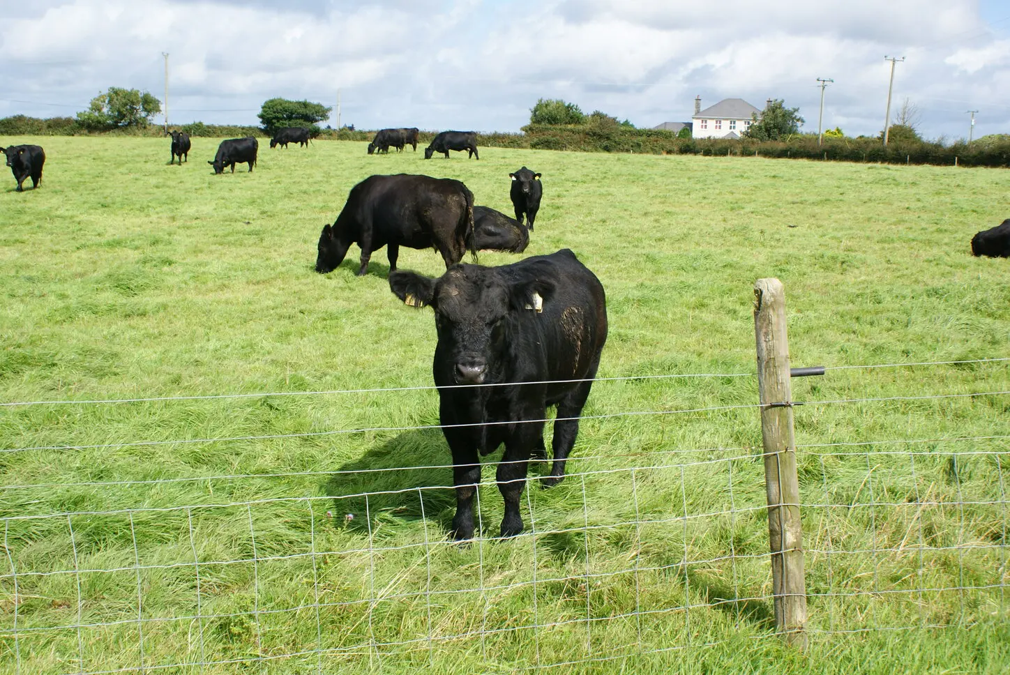 Payments Begin under the National Beef Welfare Scheme