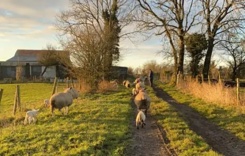 Year Two of The Sheep Improvement Scheme