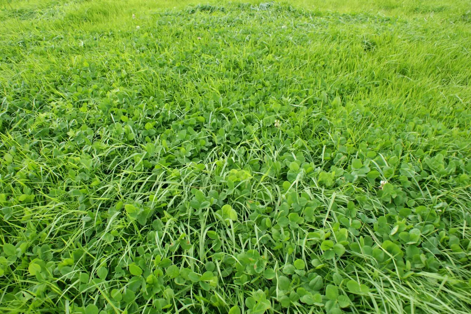 In-Person Farmer Clinics