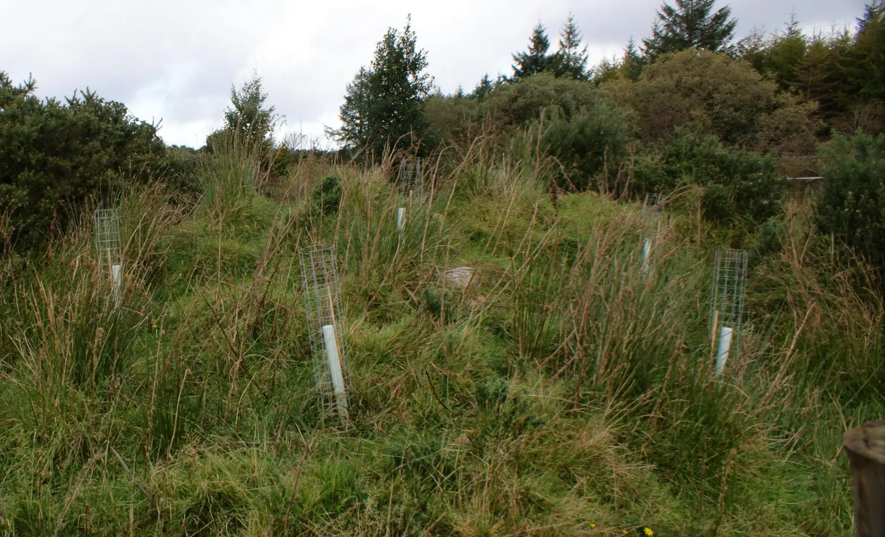 Ireland Pledges 5 Million Native Trees to EU Initiative