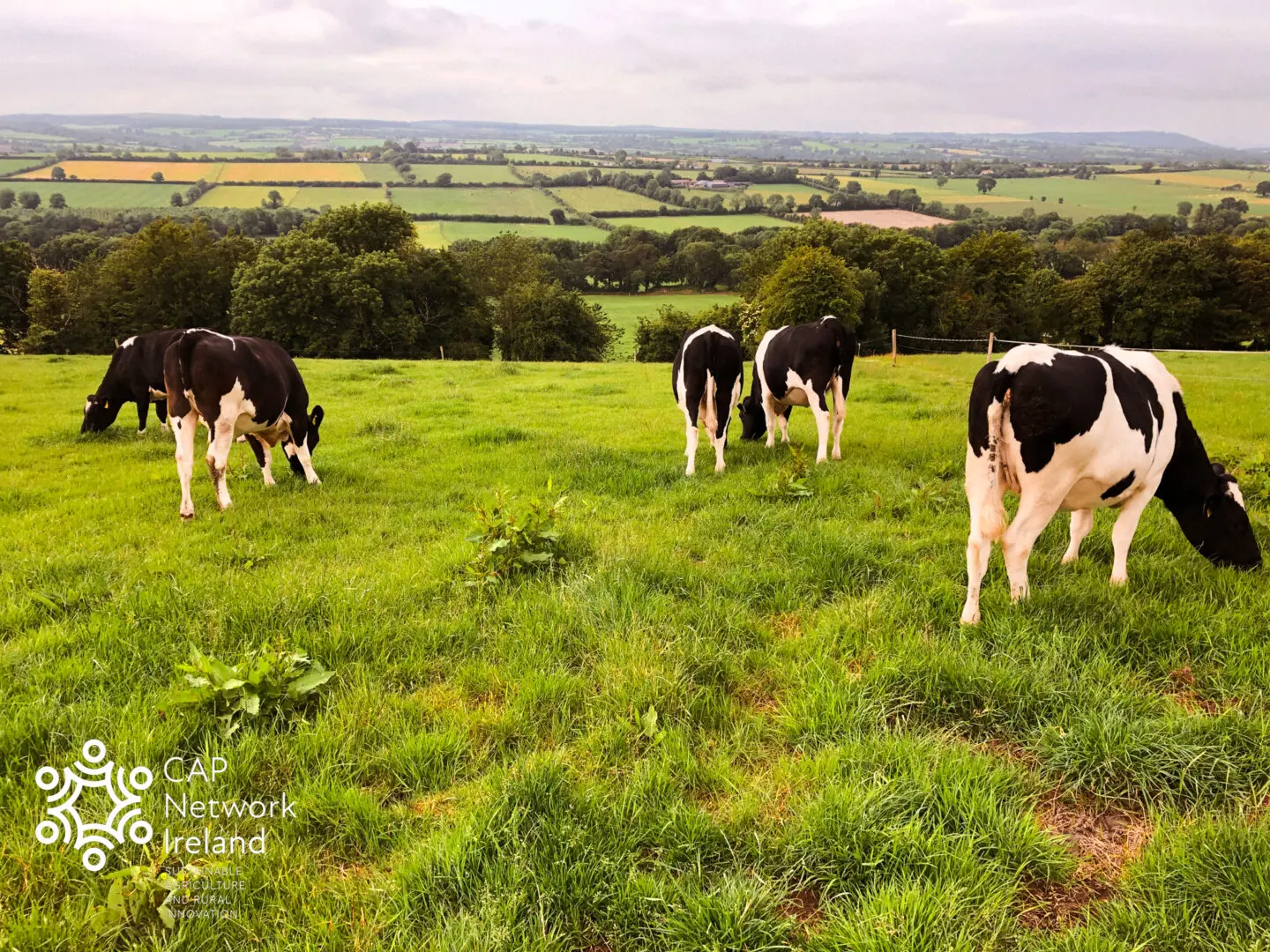 Dairy Beef Sector