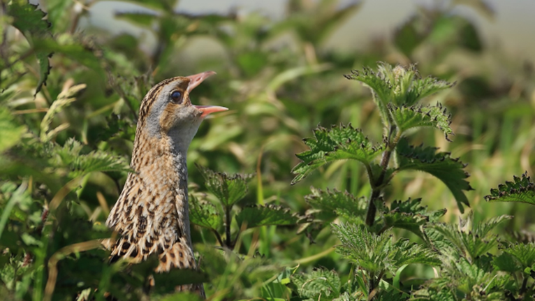 CORNCRAKE LIFE Goes from Strength to Strength