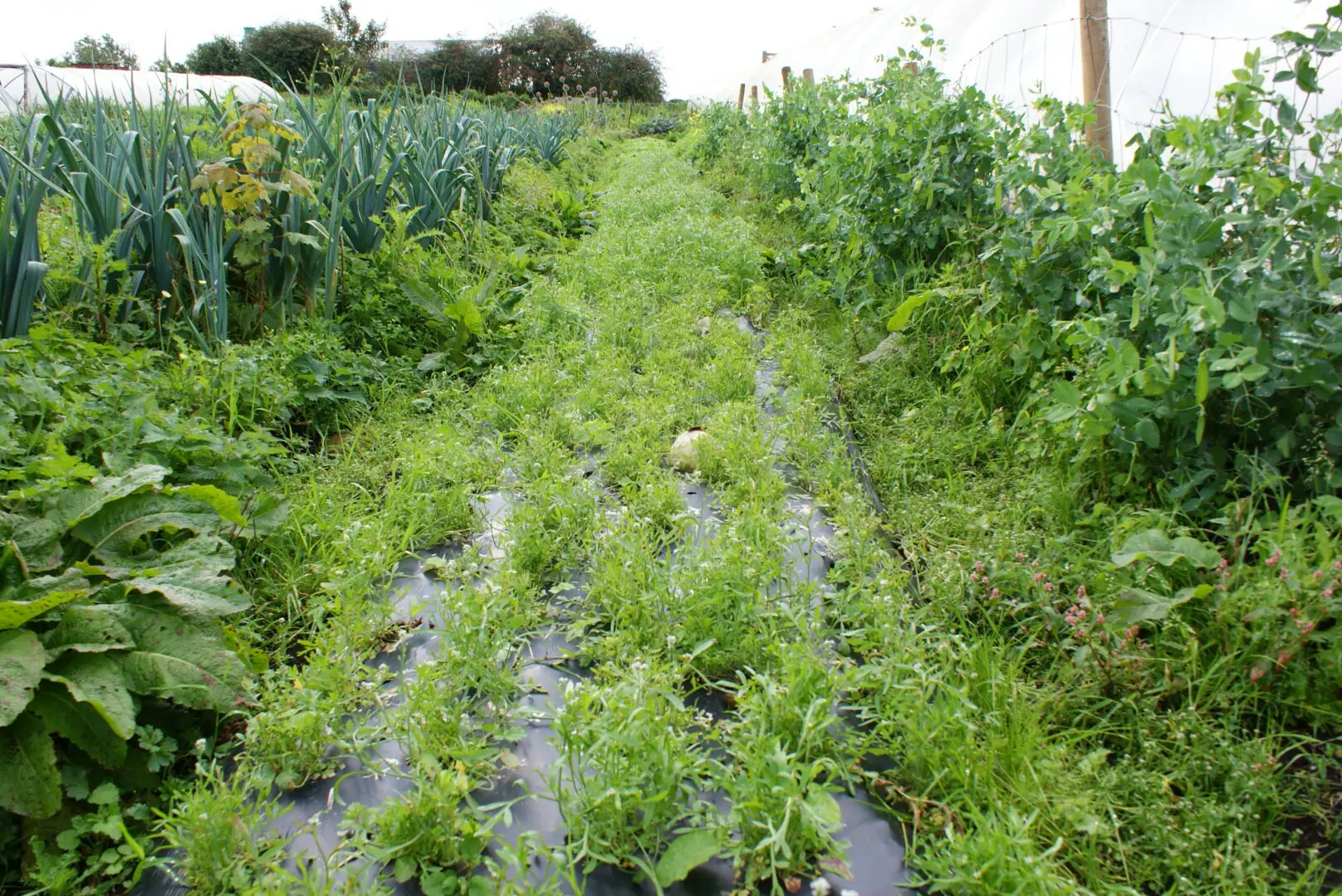 New Public Sector Food Procurement Rules Ensures 10% of Purchased Food is Organic