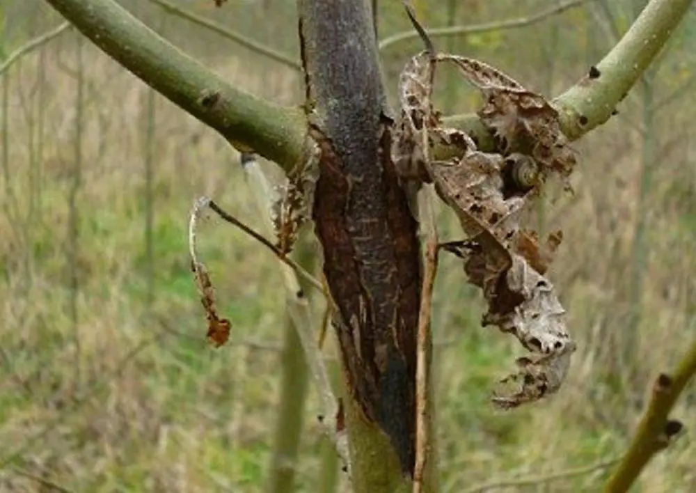 Ash Dieback Action Plan