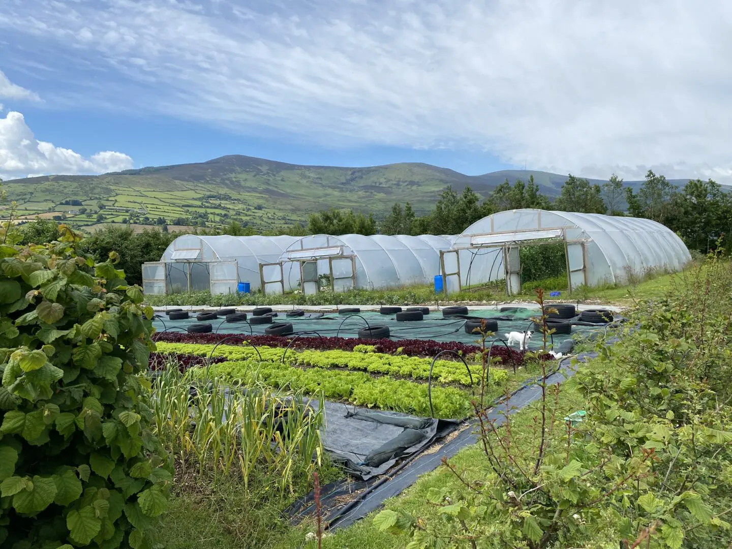 Gorse Farm Polytunnels