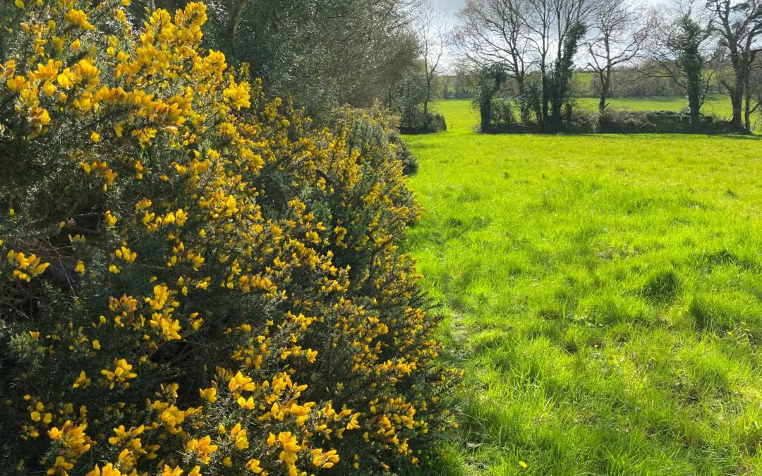 ACRES 2023 Balancing Payments Issued