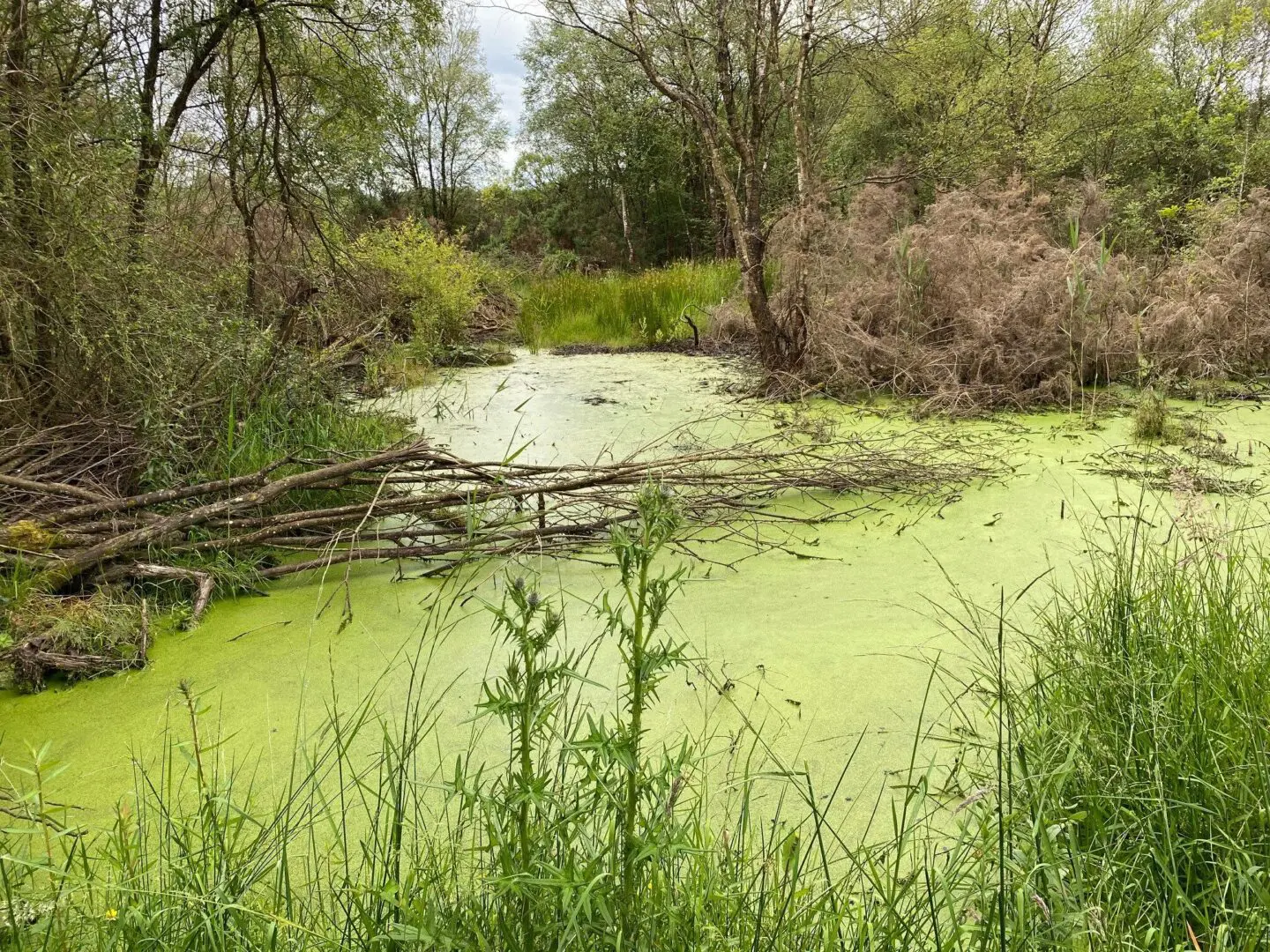 Nature Restoration Law