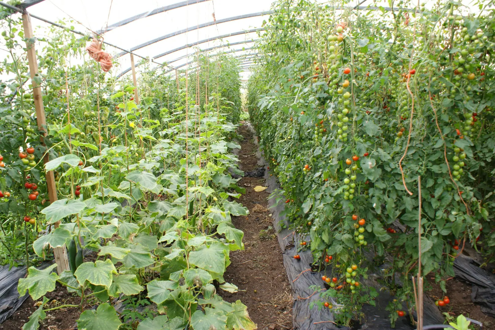 Horticultural Innovation and Diversification