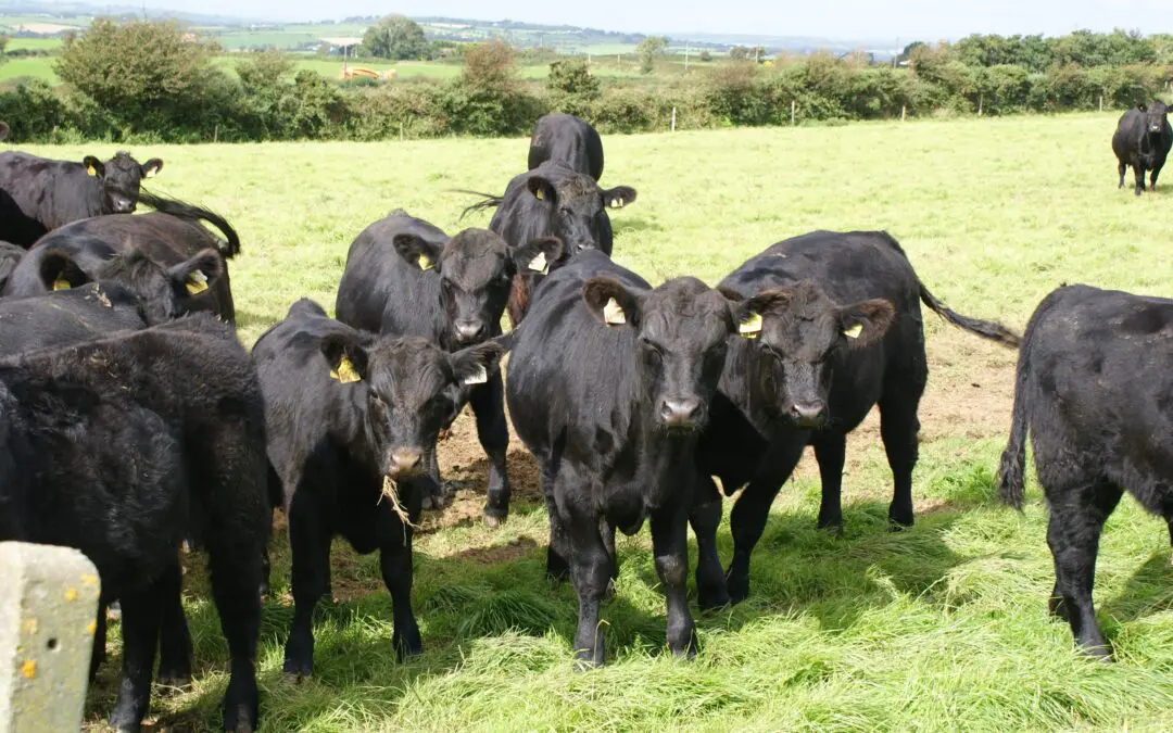 The Future of Sustainable Beef