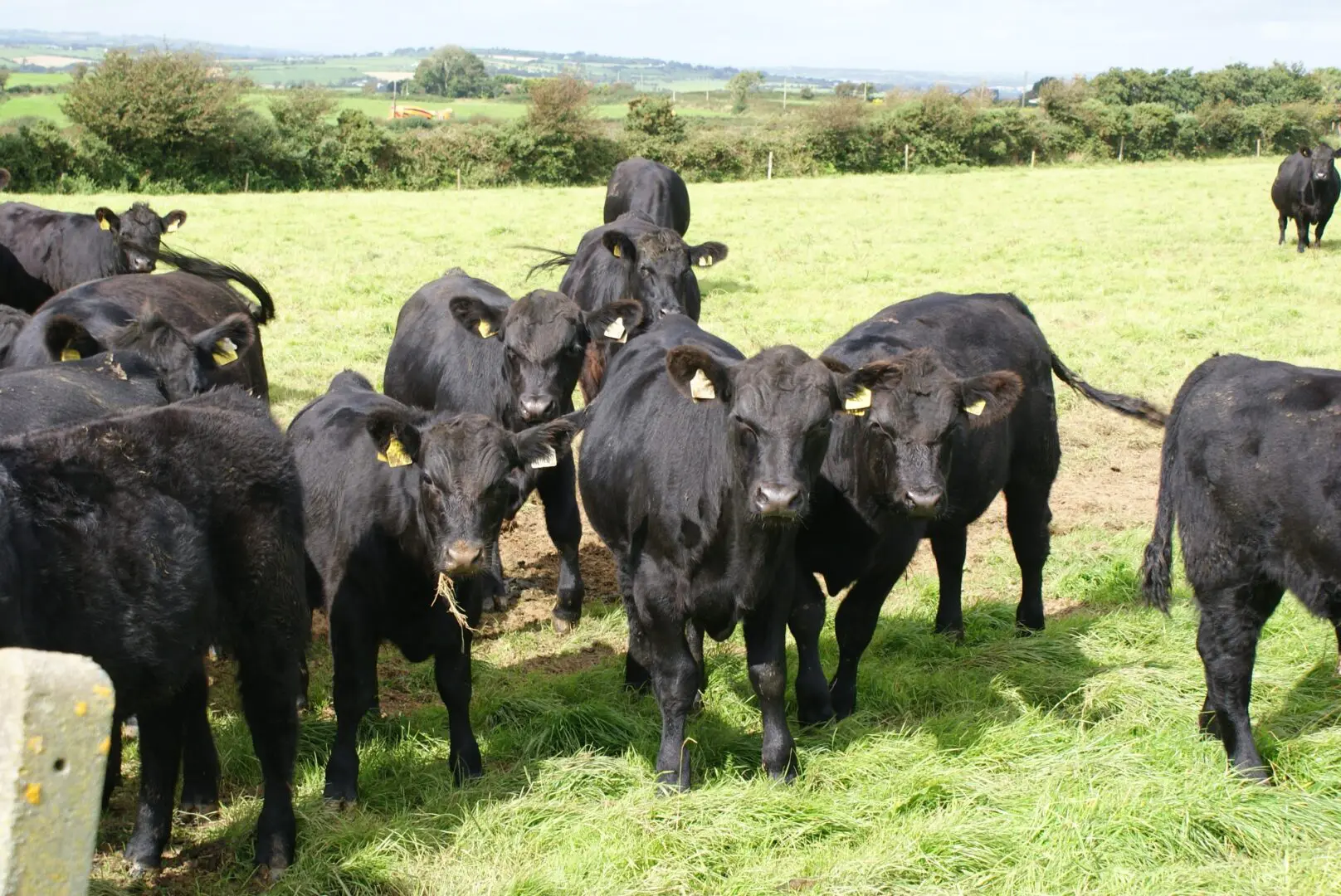 Sustainable Beef