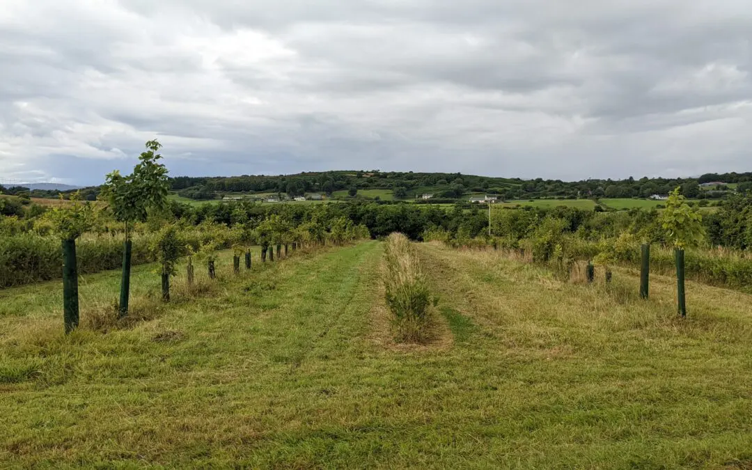 The Role of DAFM in Advancing Forest Research in Ireland