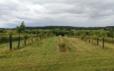 The Role of DAFM in Advancing Forest Research in Ireland
