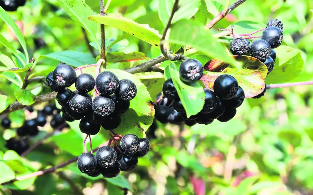 PhyterBerry