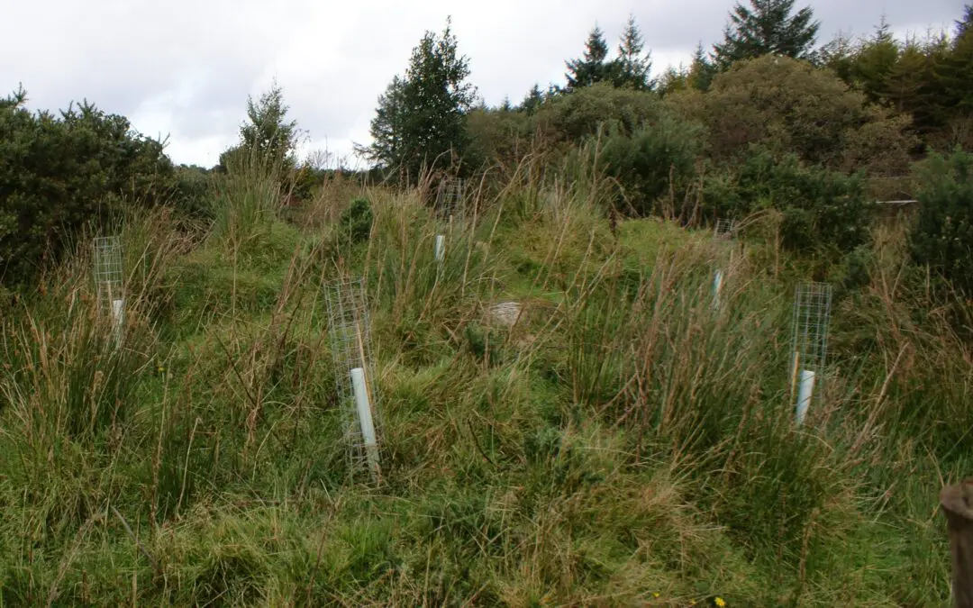 Opportunity for Businesses to Fund Creation of Native Woodlands