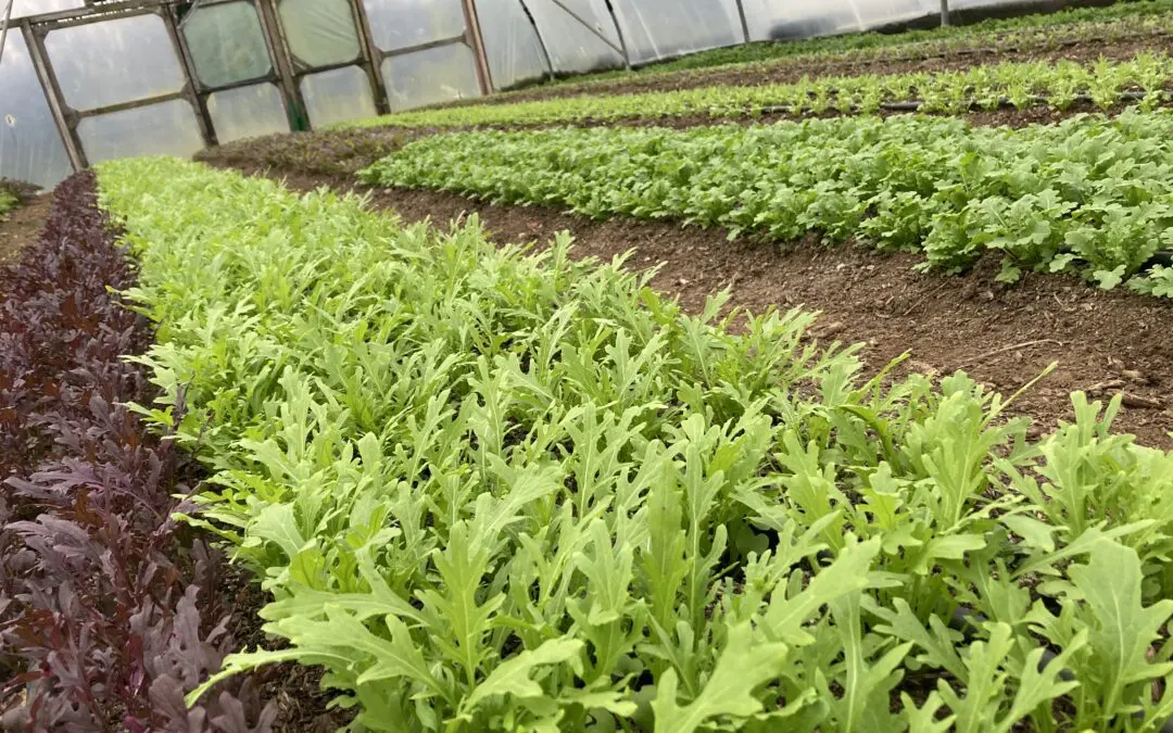 New Measure to Support Producer Organisations Announced