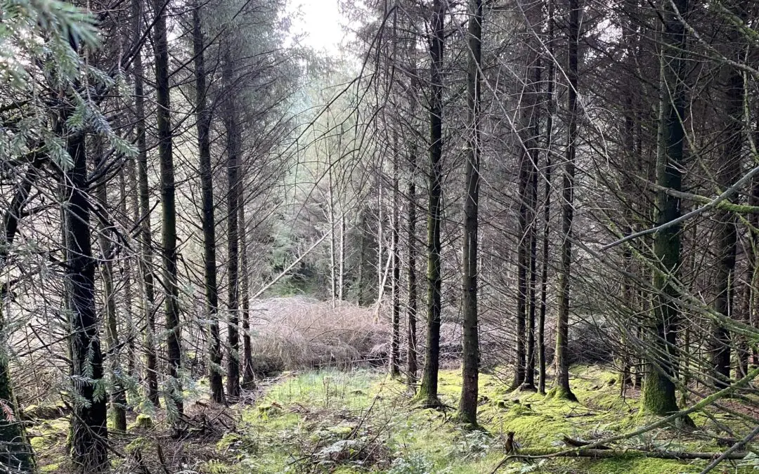 Open Call for Proposals for Forestry Skills Training 2025 – 2026