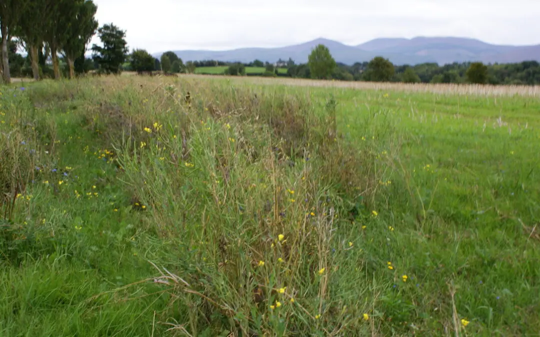 New Call for Proposals for Nature on Arable Farmland