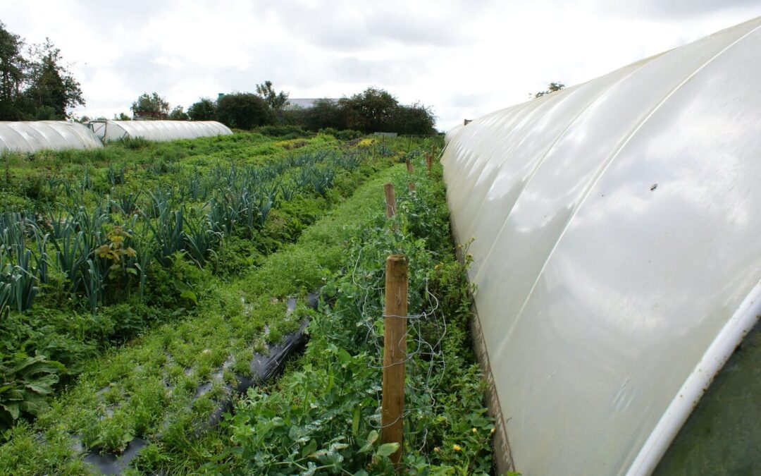Exploring Innovative Knowledge to Support Horticulture in Ireland