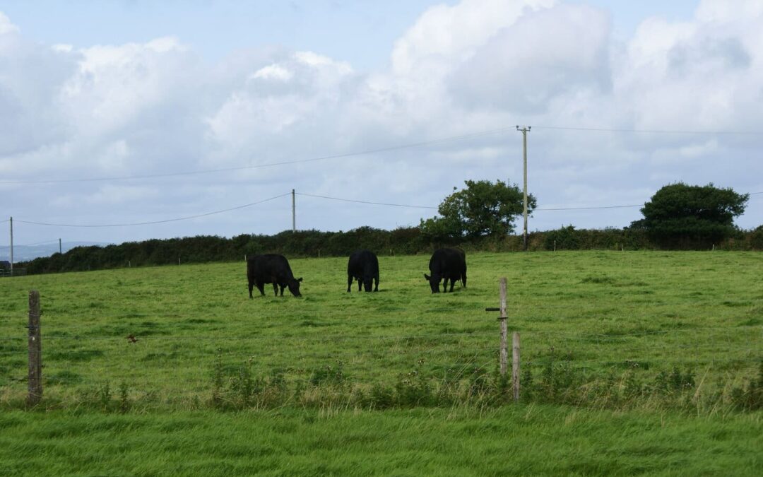 Access Resumes for Irish Beef to Chinese Markets
