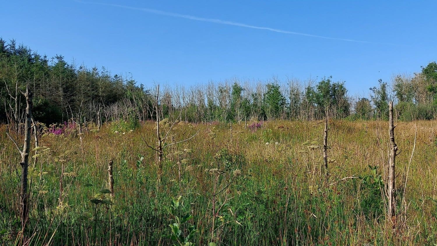 Award Winning Ilaun Farm Forest Alliance