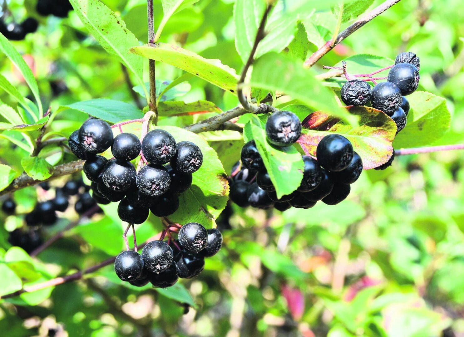 Aronia Berries