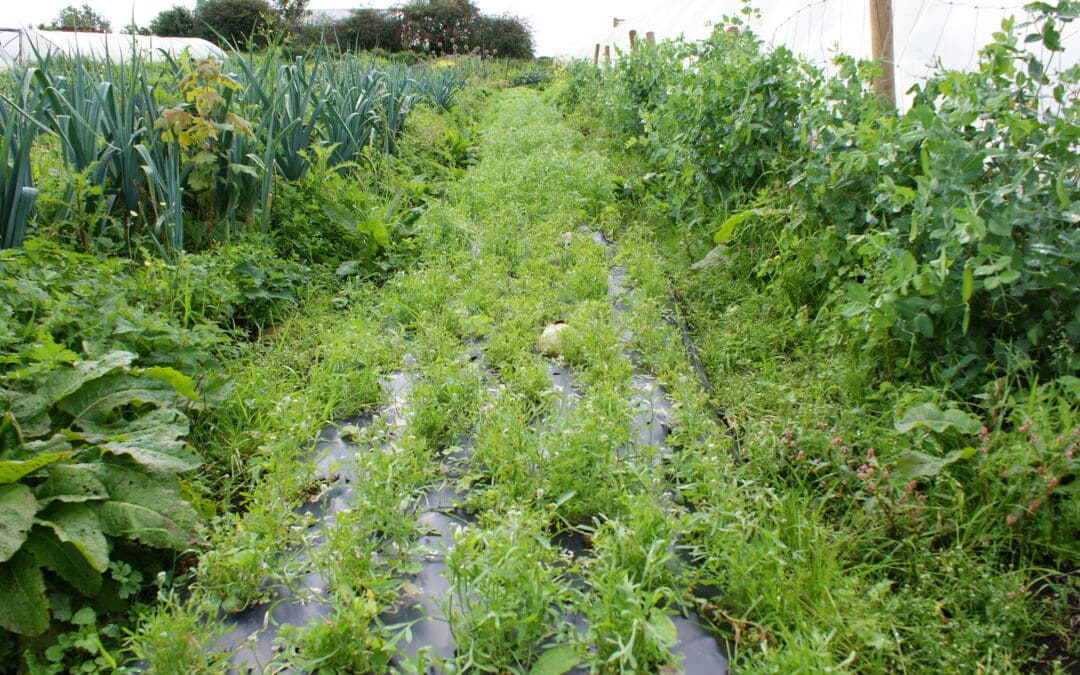 Three Year Funding for Projects Promoting Organic Sector