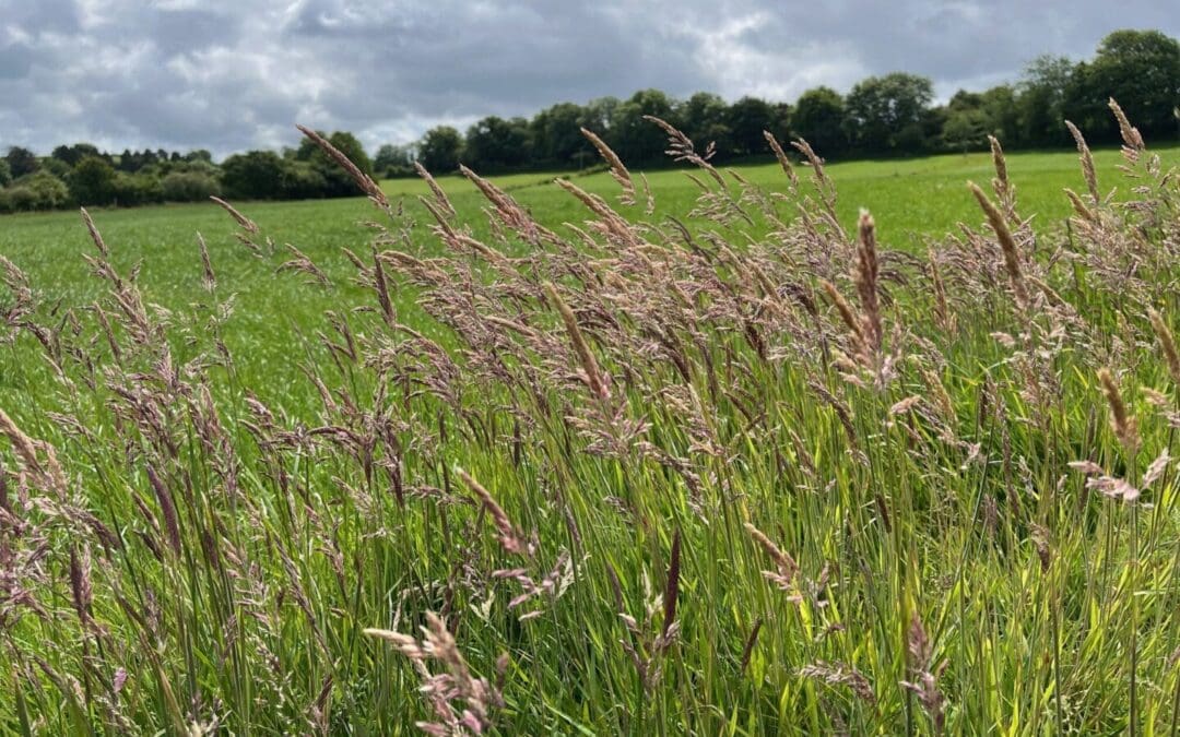 Two Opportunities Still Available to Correct BISS Applications*