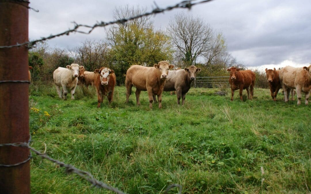 Beef Welfare Scheme Opens for 2025