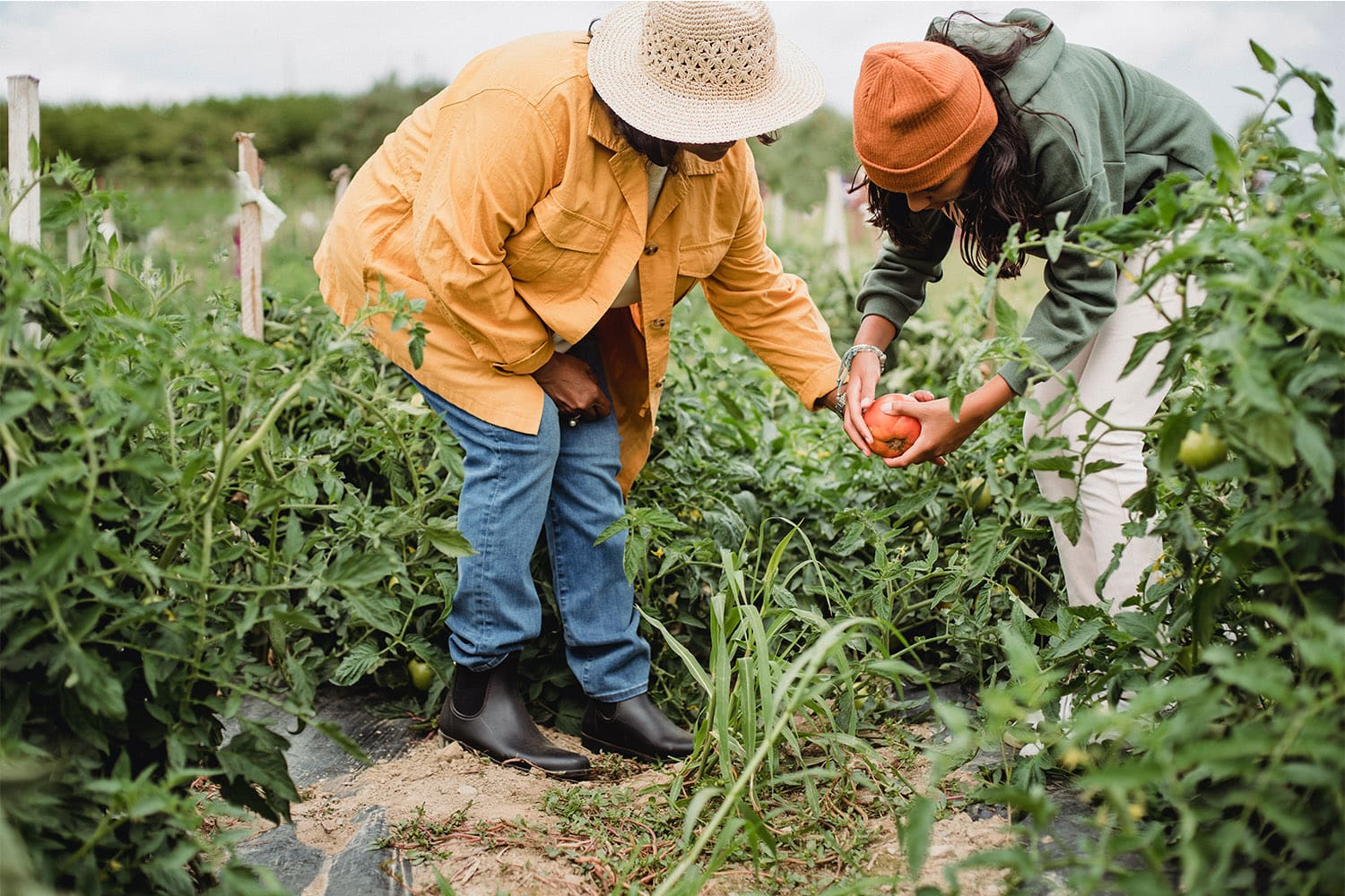 Practical Tools to Support the Growth of Short Food Supply Chains - agrobridges