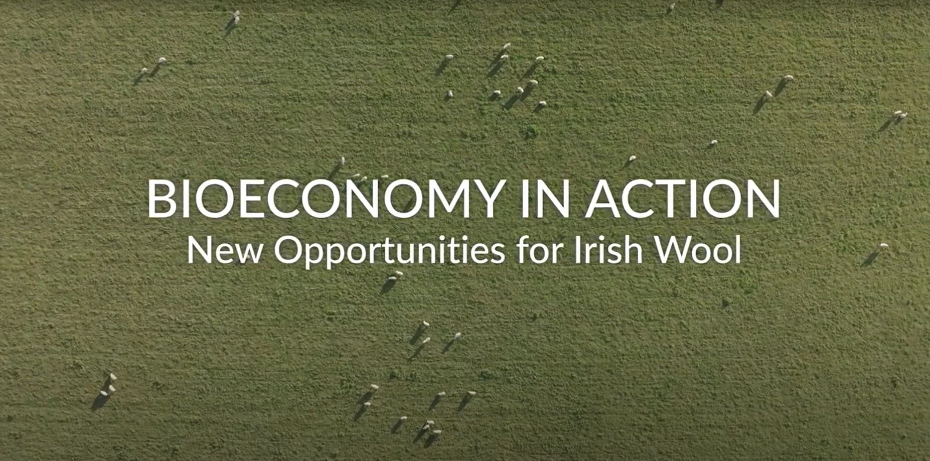 Bioeconomy in Action: Reviving the value of Irish wool