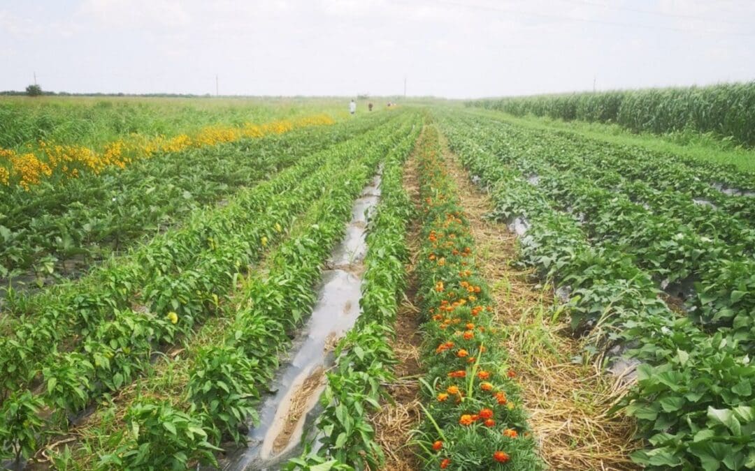 Agroecological Living Labs for Agro-Biodiversity and Resilience