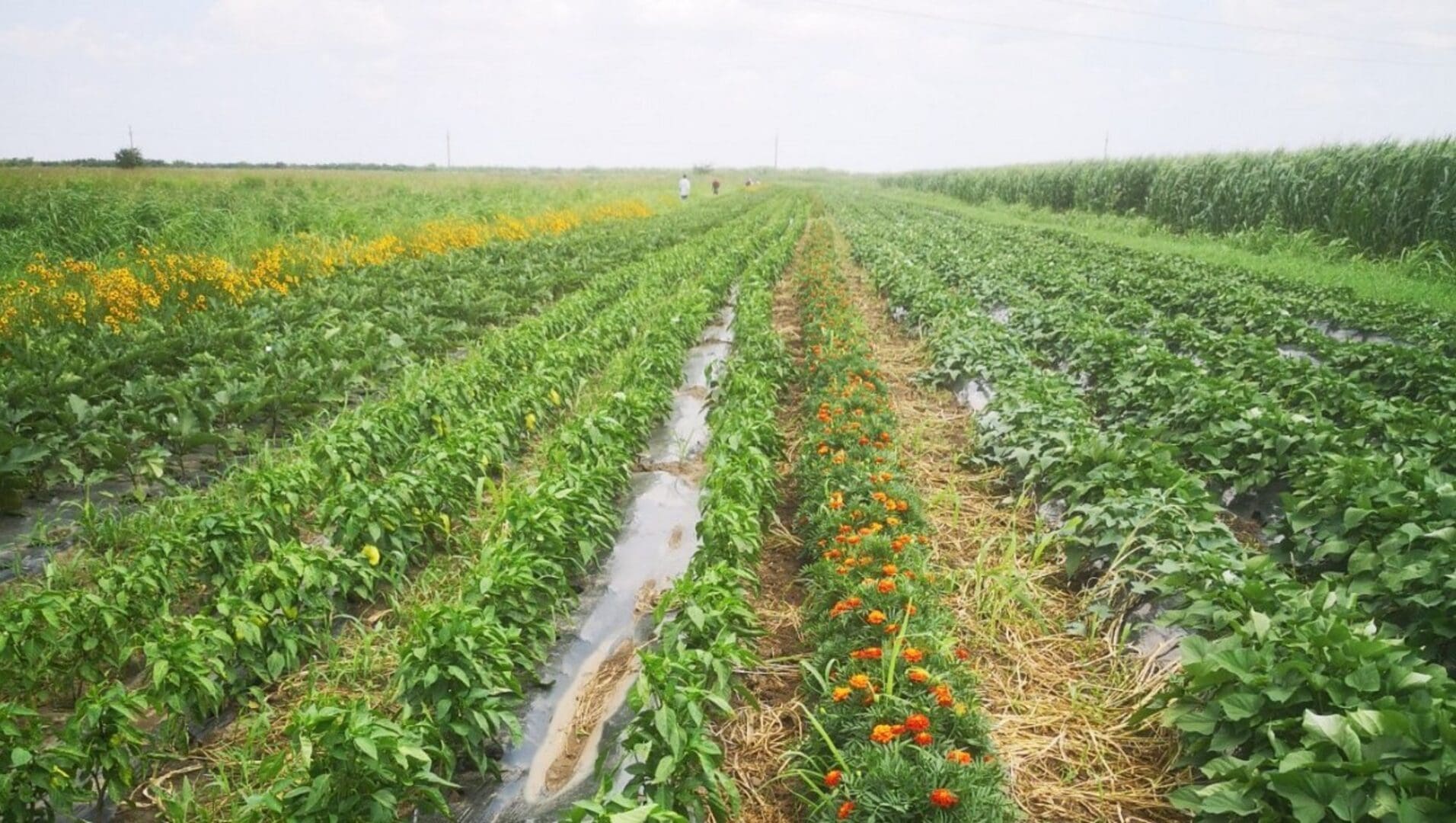 Agroecological Living Labs for Agro-Biodiversity and Resilience
