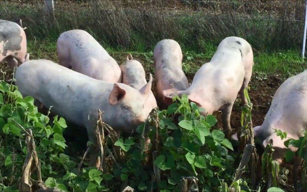 EU Project provides supports to feeding pig and poultry organic and regionally produced feed