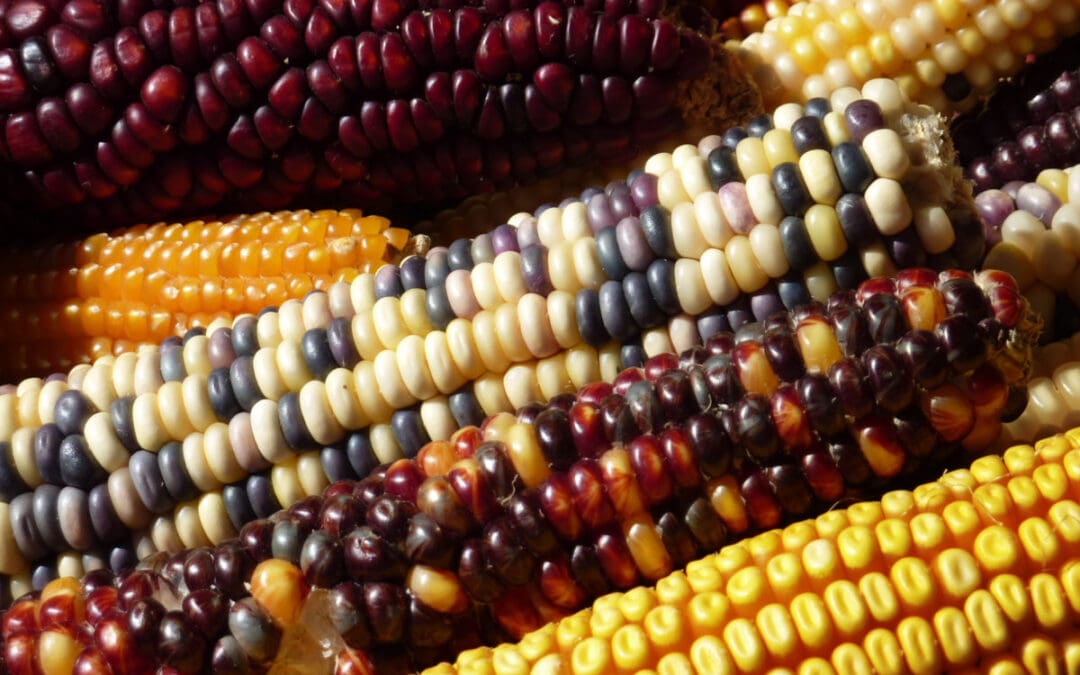 Resources for Locally Led Plant Breeding and Agrobiodiversity Management