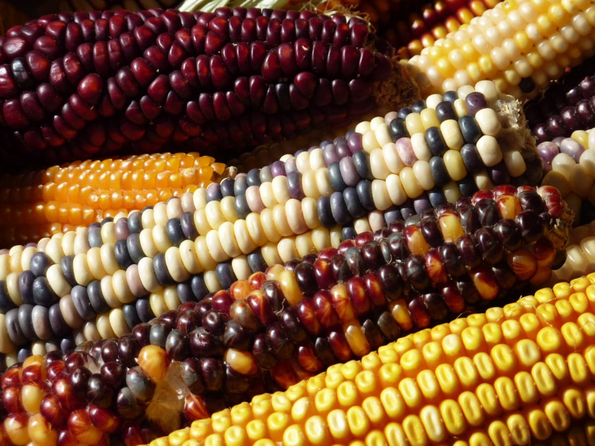 Resources for Locally Led Plant Breeding and Agrobiodiversity Management
