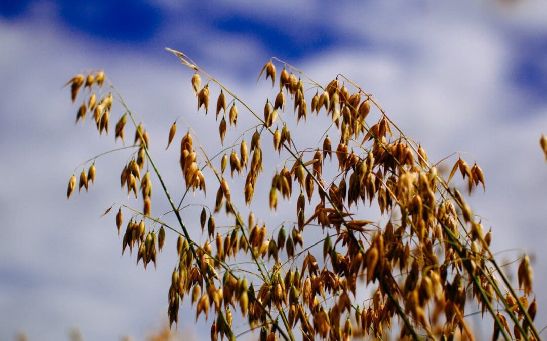 The Irish Organic Sector Continues to Grow