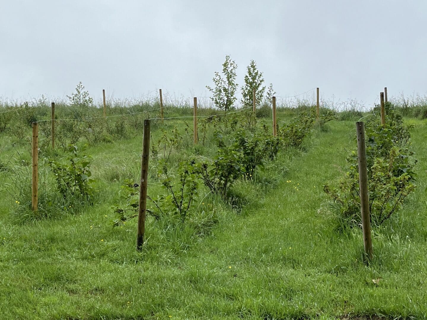 Doon Social Farm Fruit Trees
