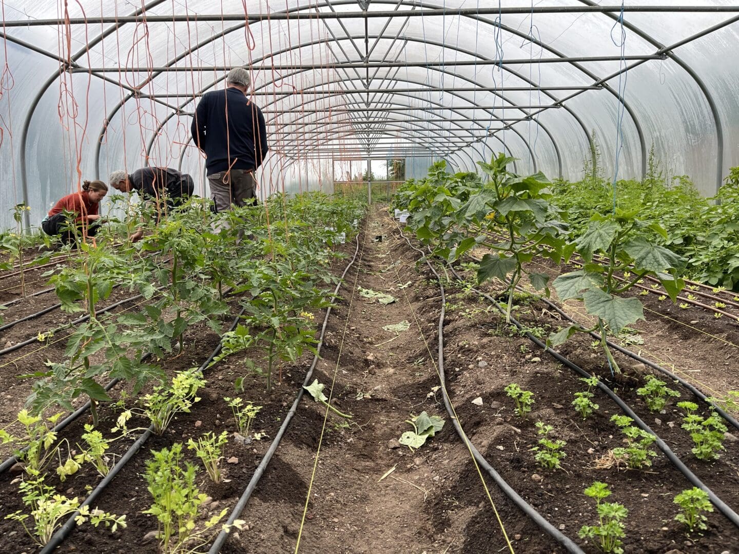 Marian Clarke Doon Social Farm Polytunnels