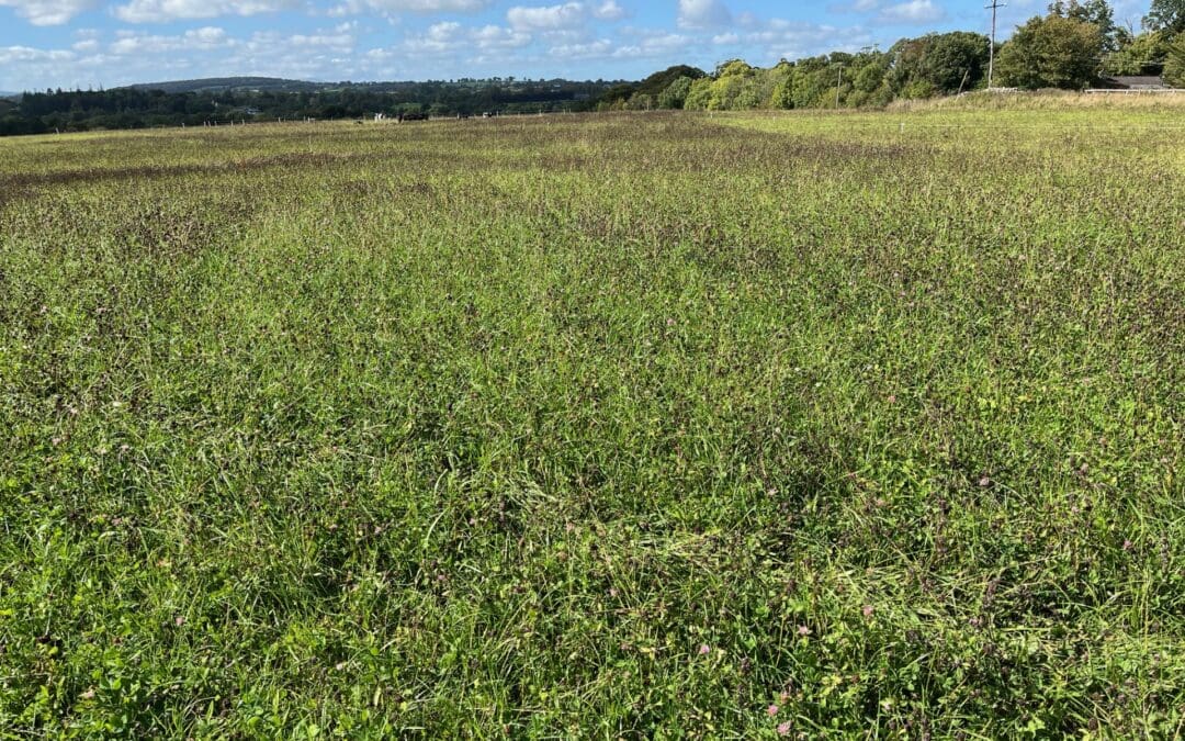 2025 BISS Payments Begin for 110,499 Farmers