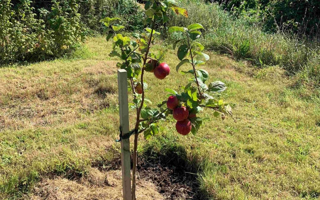Model for individual farm recommendations for biodiversity restoration and landowner needs