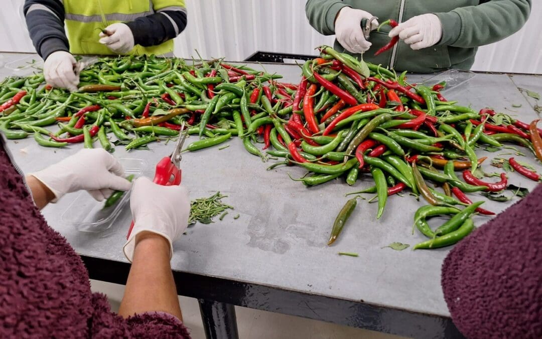 Horticulture Innovation and Diversification Programmes Launched