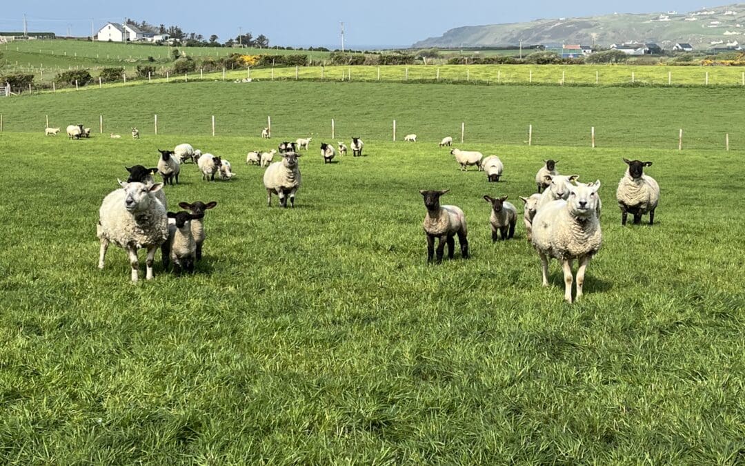 Start of Sheep Improvement Scheme Payments