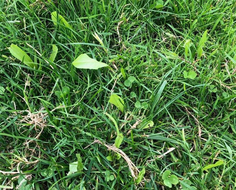 Multi-species Grass Sward 1