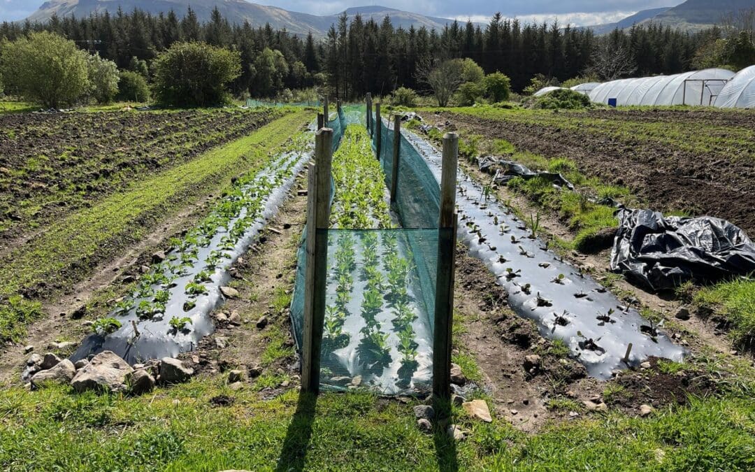 Announcement of the Opening of the Organic Farming Scheme