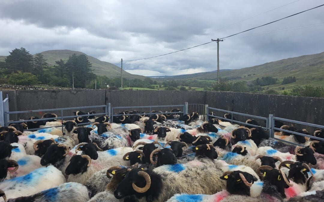 A New Era for Irish Hill Sheep Breeding