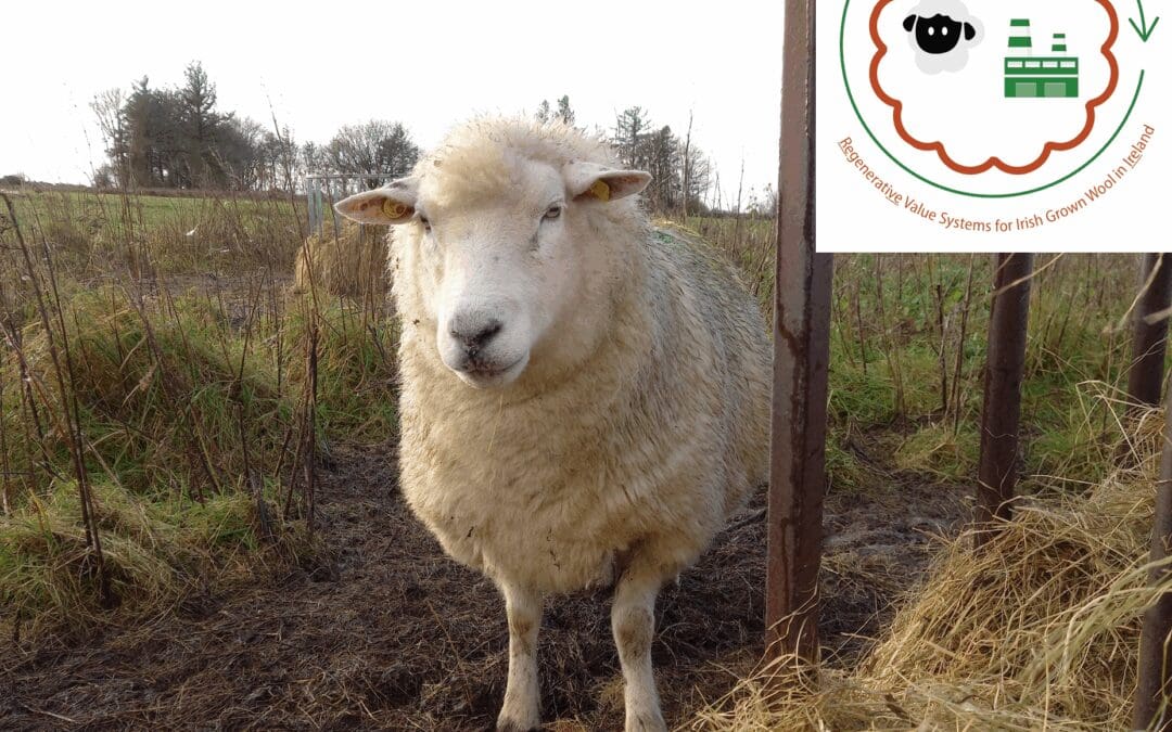 Turning Wool into an Added Value Product