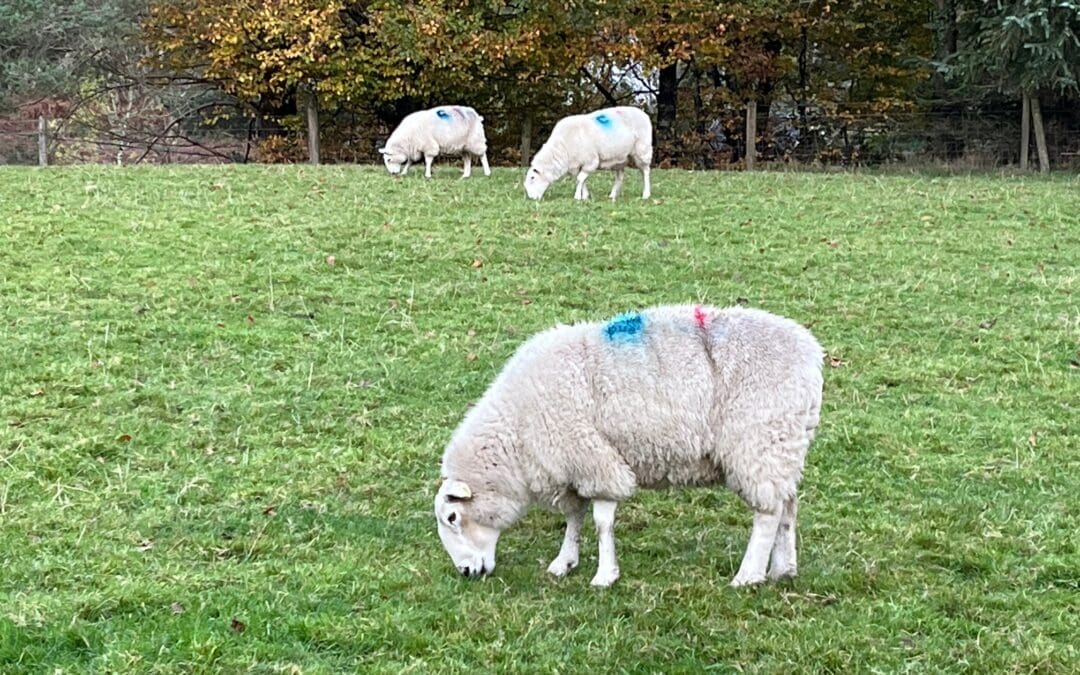 Payments Commence under 2025 National Sheep Welfare Scheme