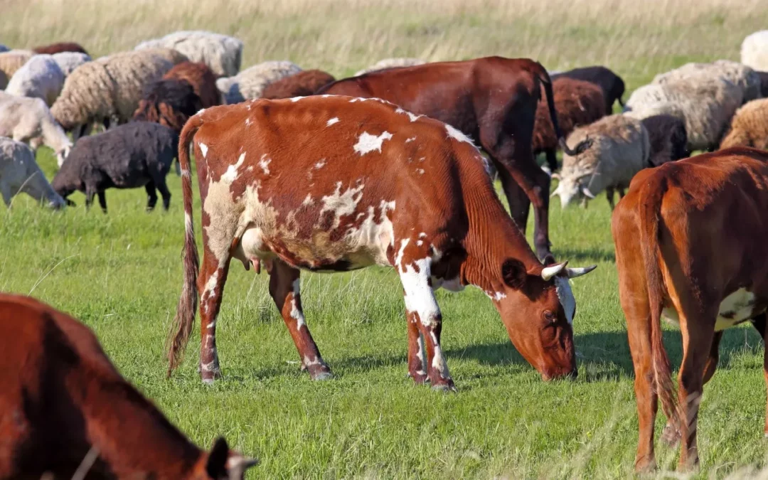 Thematic Group on Sustainable Livestock Systems